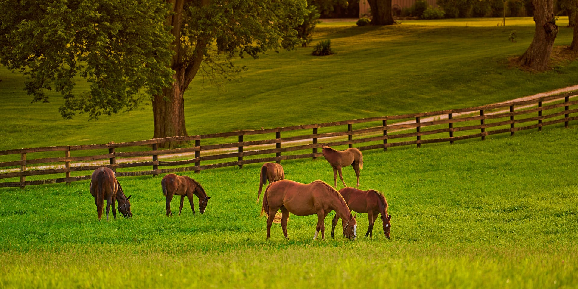 Horses grazing in a lush green field.