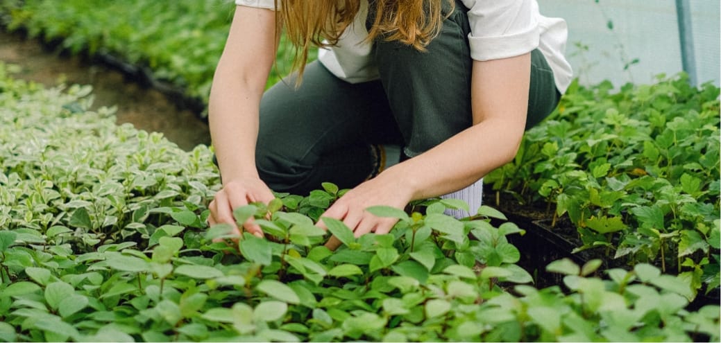 A woman gardening in a greenhouse