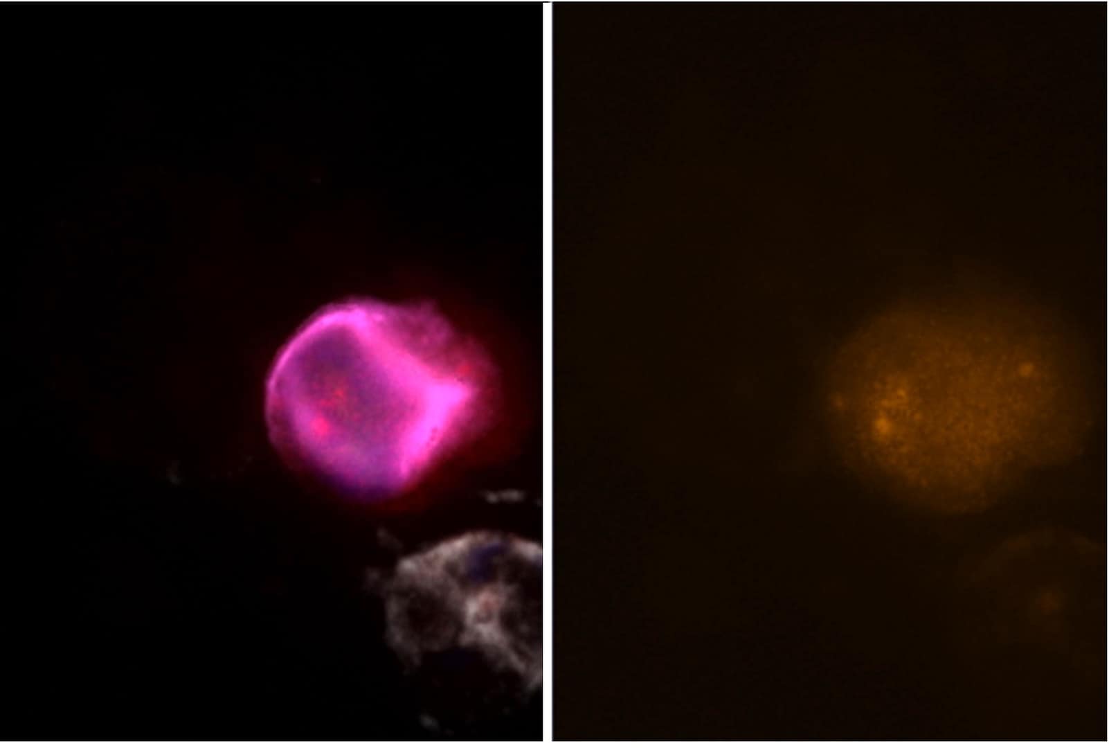 Onc-ADaPT™ laboratories - Sample staining