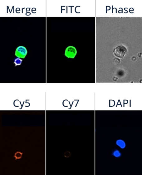 Imaging on BioView Allegro Plus system and CTC identification