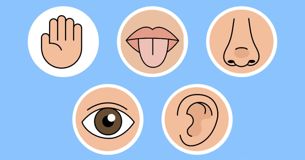 Lesson 2: The senses