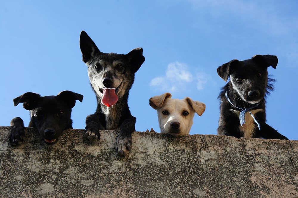 Y3/4 (A) Lesson 1: Pets