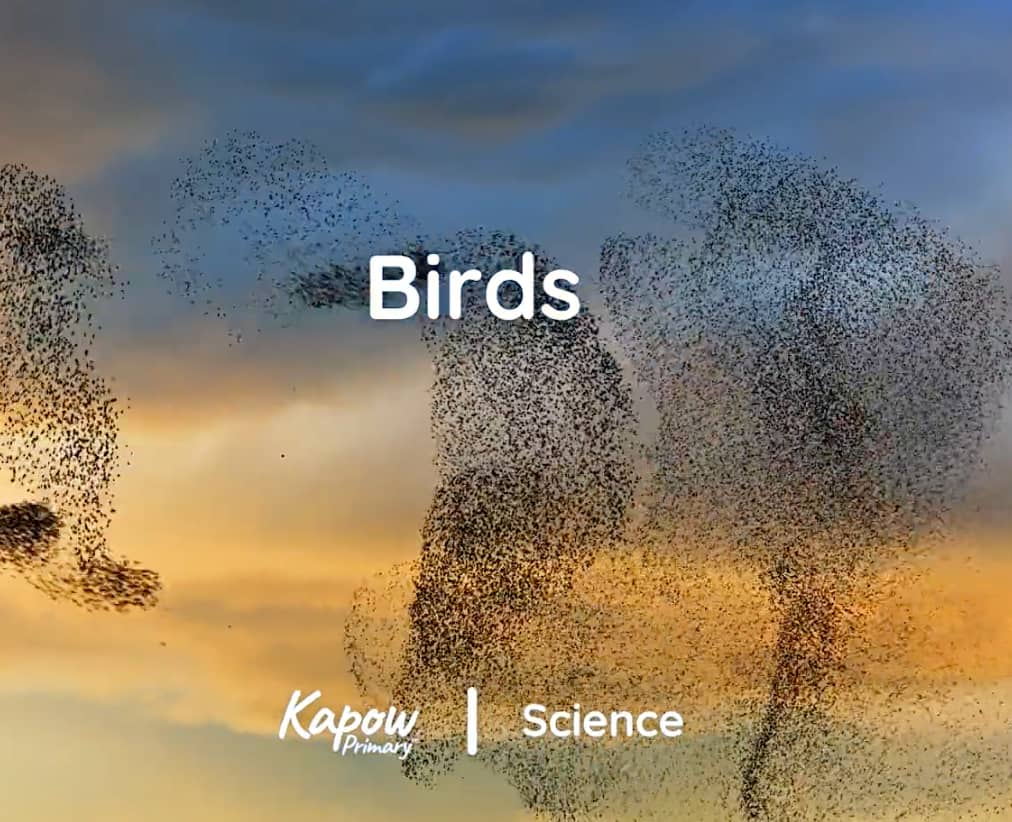 Pupil video: Birds