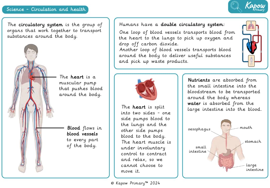 Knowledge organiser: Science – Y6: Circulation and health