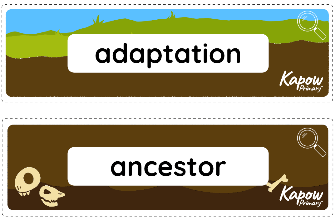 Vocabulary display: Evolution and inheritance