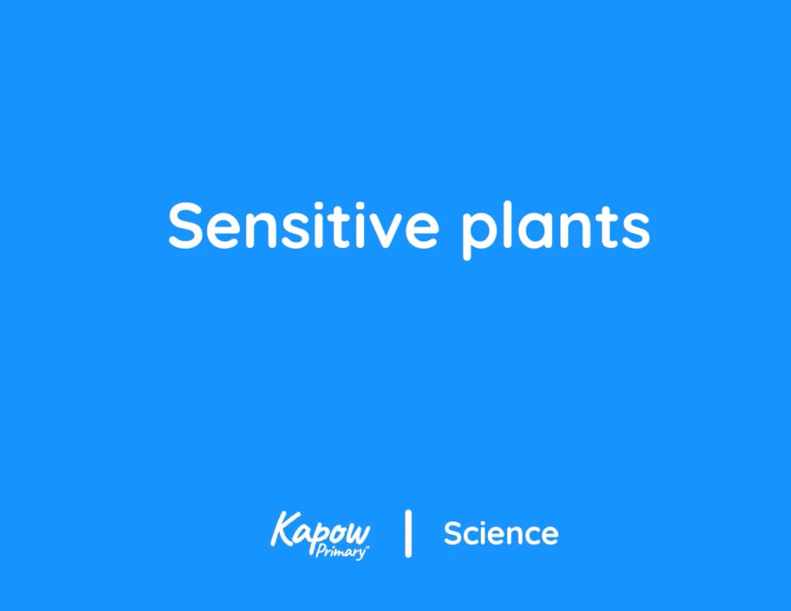 Pupil video: Sensitive plants