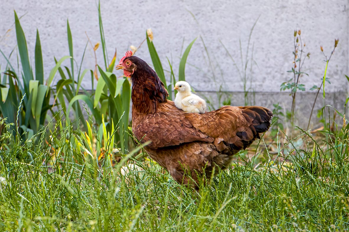 Animals, including humans: Life cycles and health