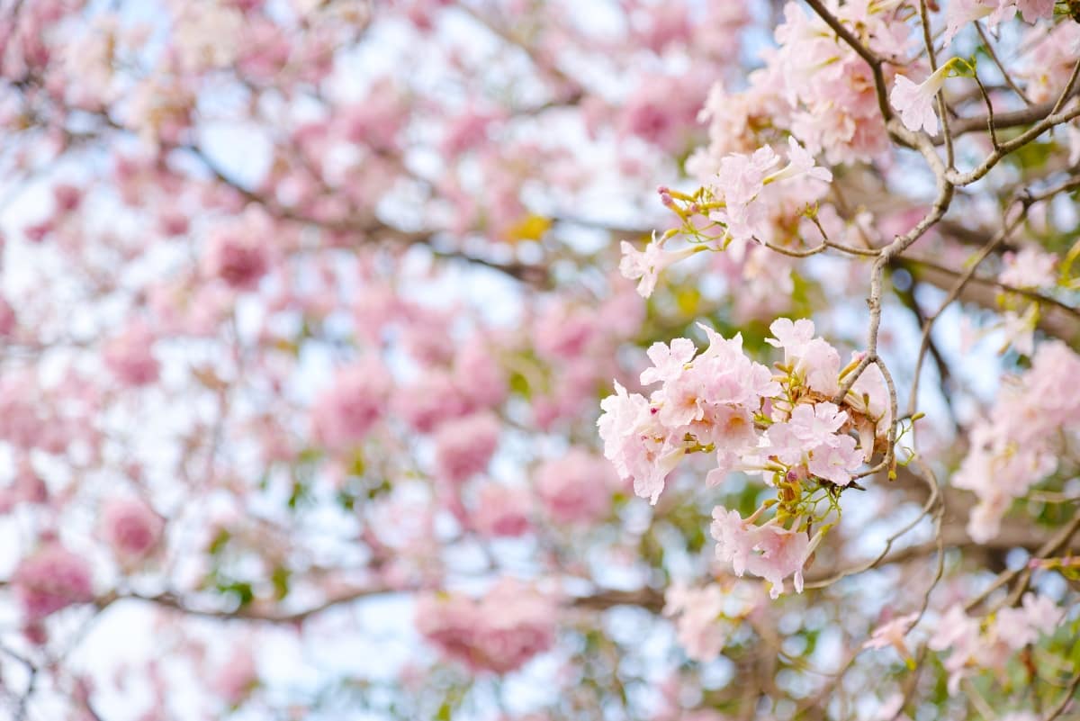 Lesson 3: How do trees change?