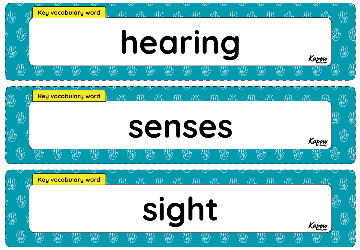 Vocabulary display – Science Y1: Sensitive bodies