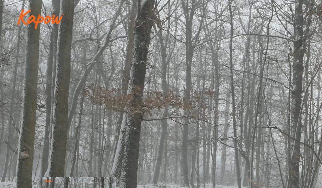 Pupil video: Hibernation