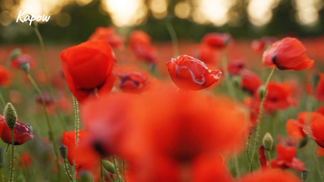 Pupil video: KS1 Remembrance Day