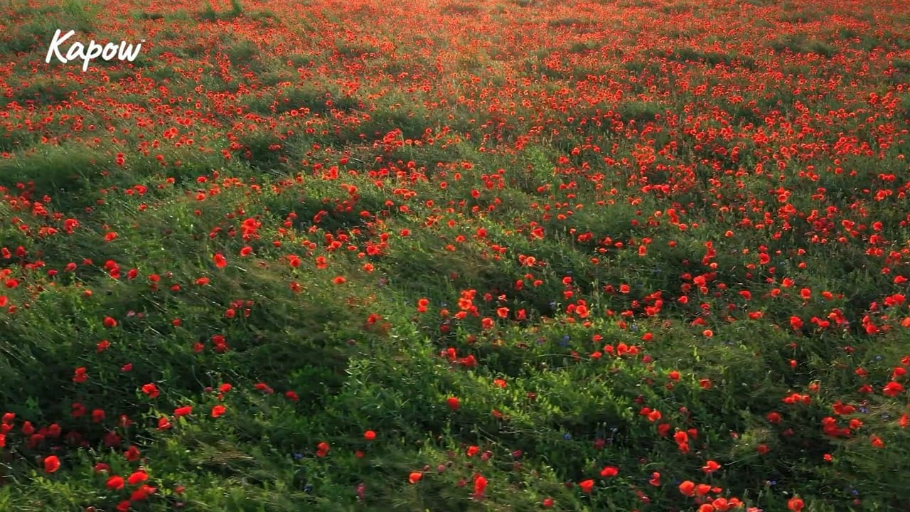 Pupil video: KS2 Remembrance Day
