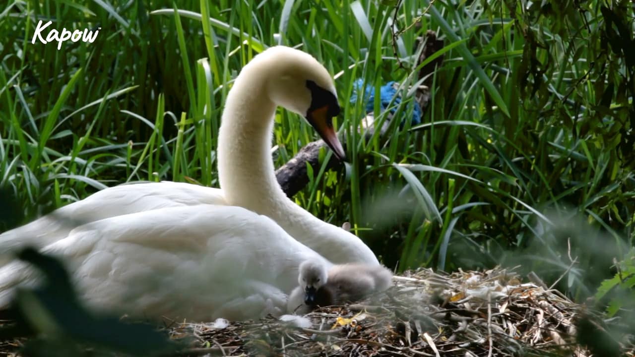 Pupil video: Animal homes