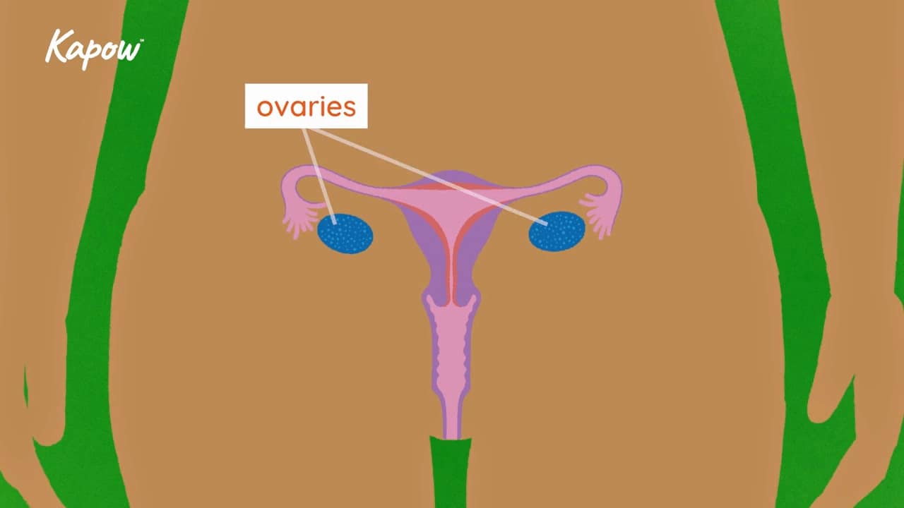 Pupil video: How babies are made
