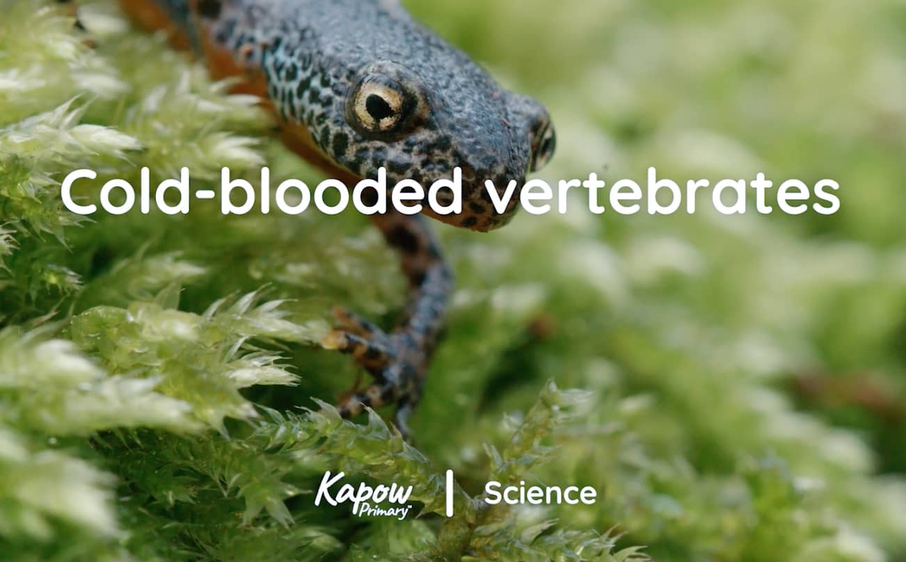Pupil video: Cold-blooded vertebrates