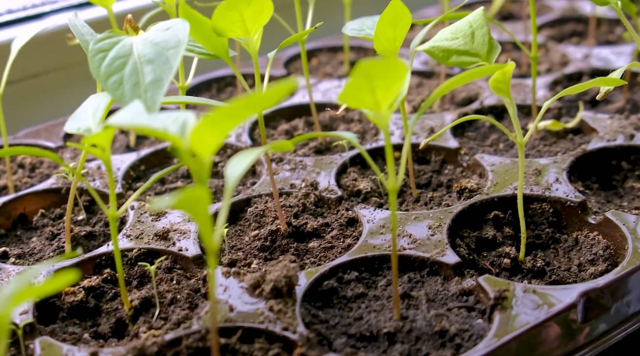 Pupil video: What do seeds need to grow?
