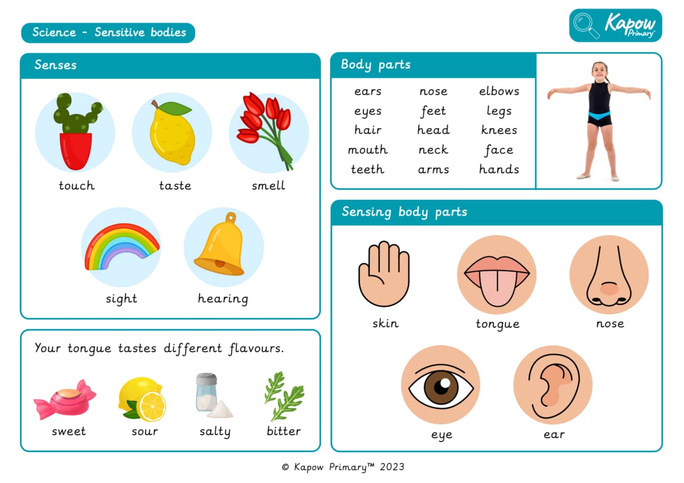 Knowledge organiser: Science – Y1 Sensitive bodies