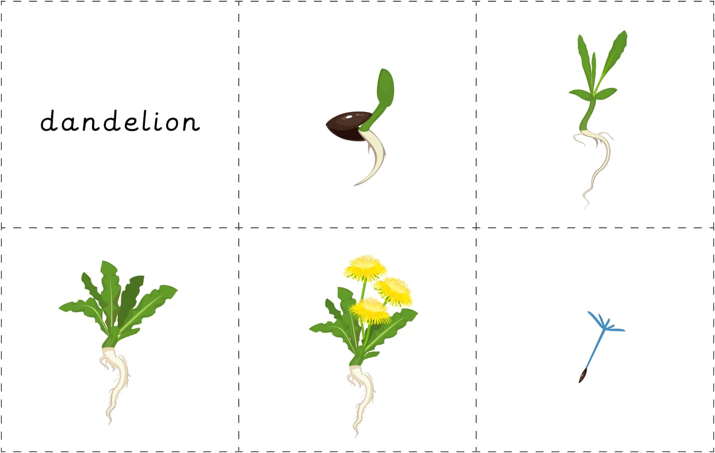 Lesson 5: Plant life cycle
