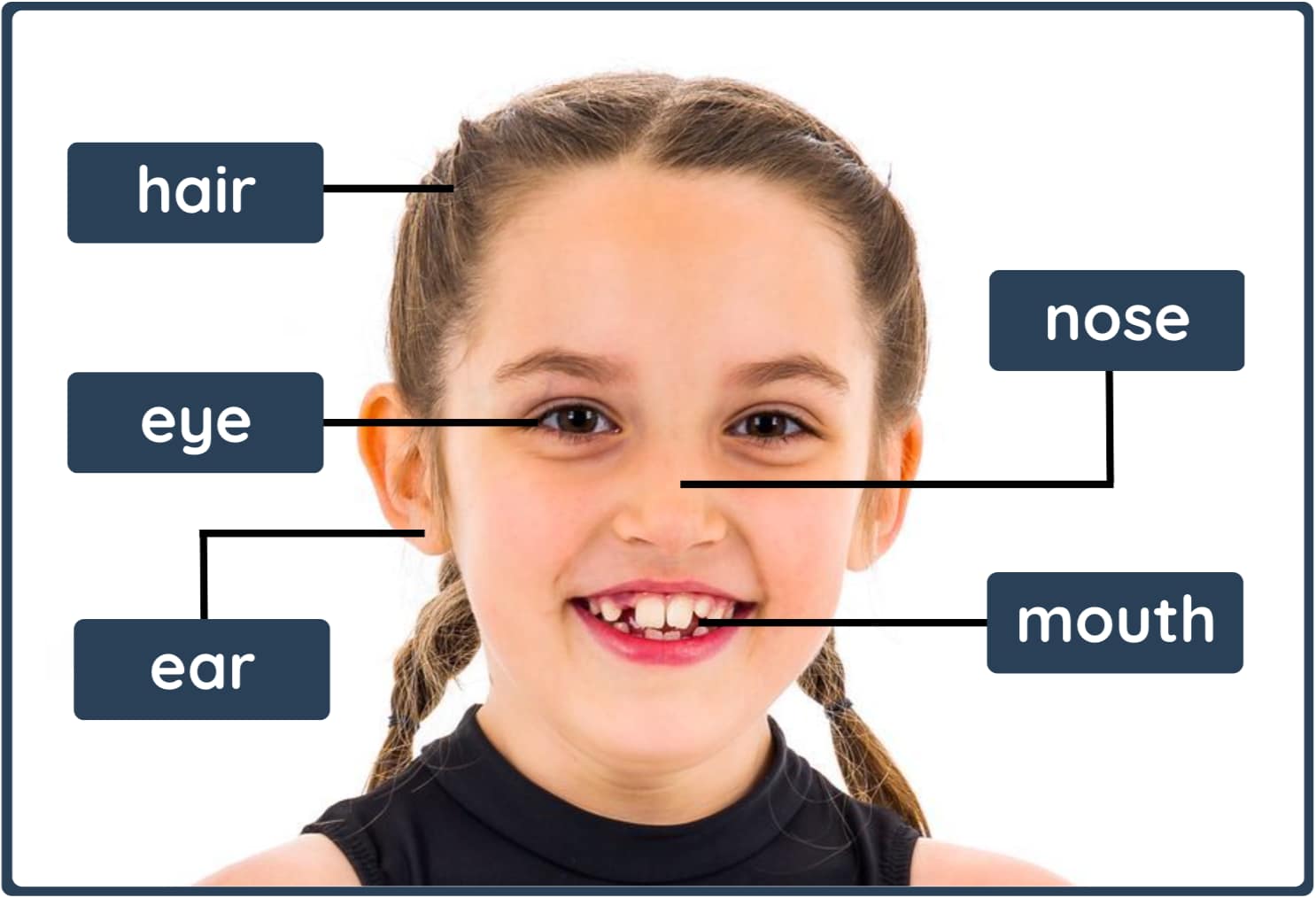 Animals: Sensitive bodies