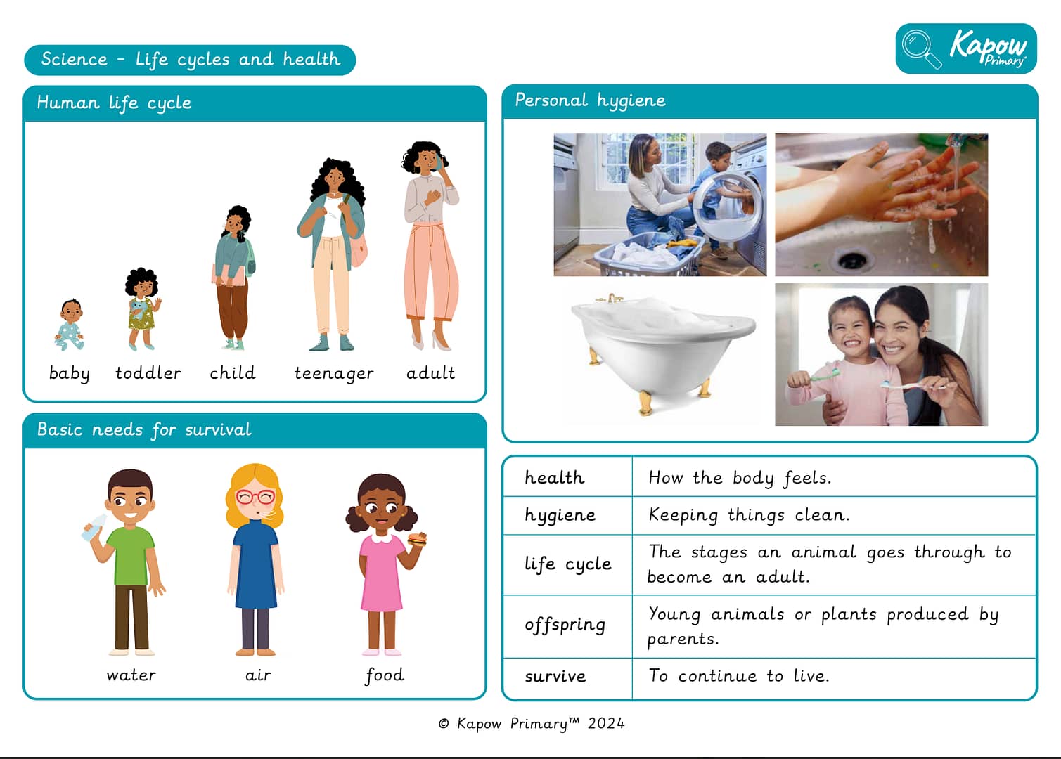 Knowledge organiser – Science Y2: Life cycles and health
