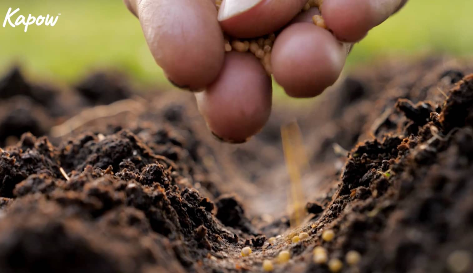 Pupil video: What is a seed?