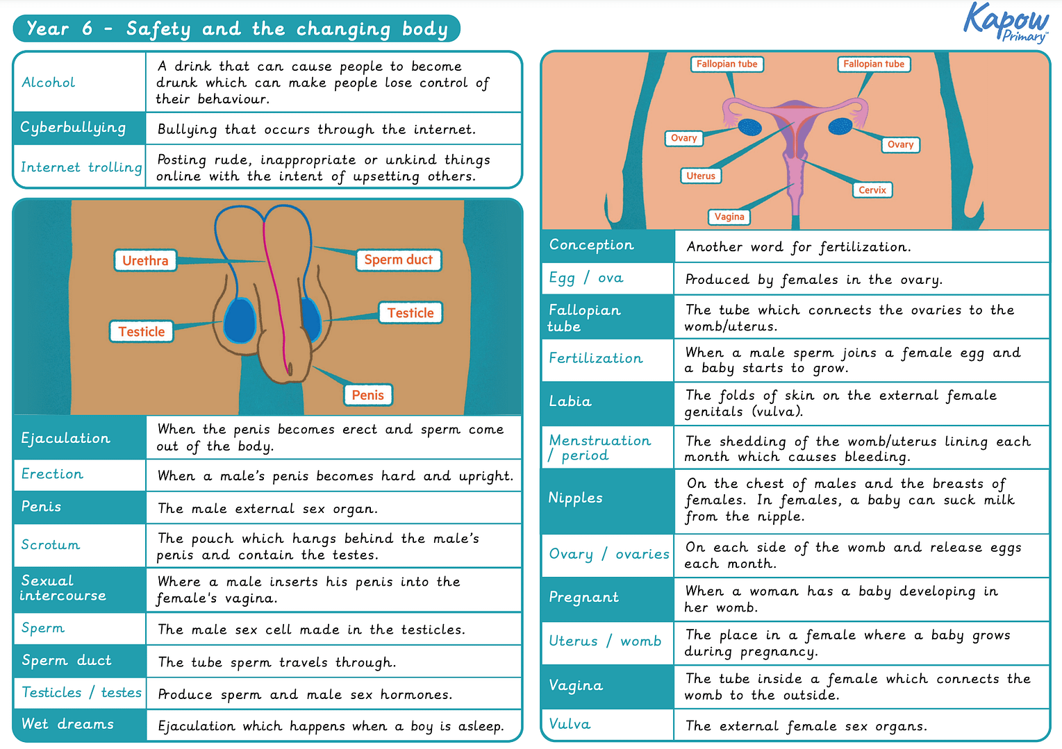 Knowledge organiser: RSE & PSHE  – Y6 Safety and the changing body