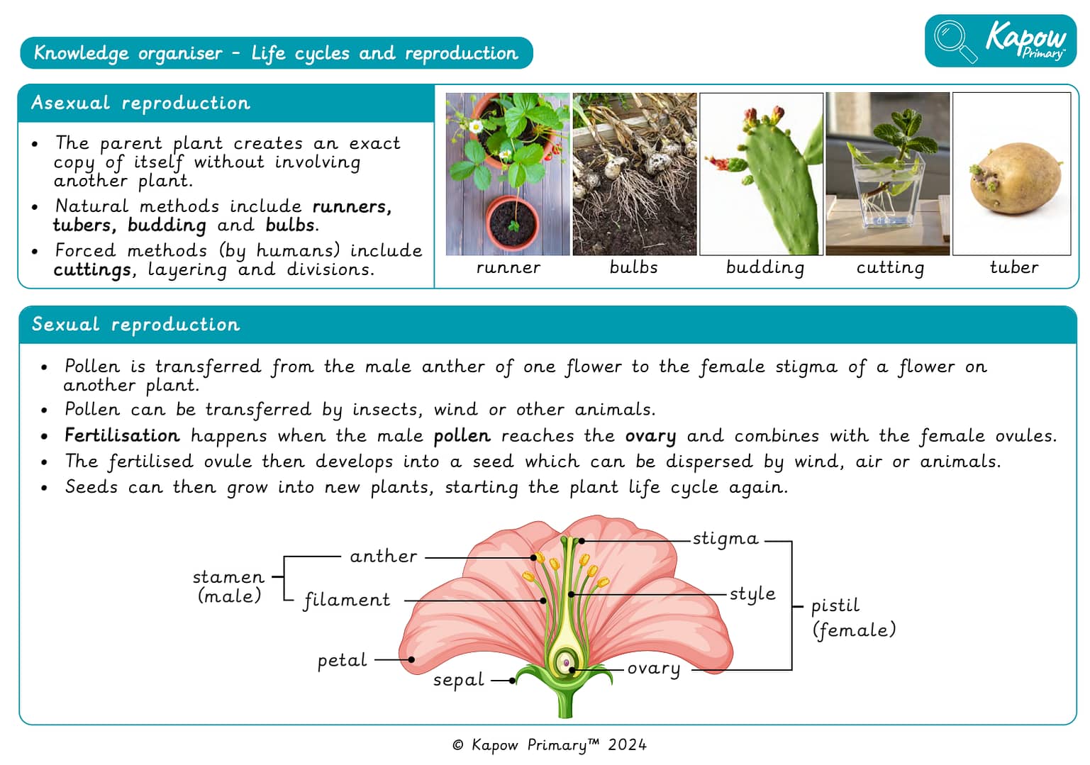 Knowledge organiser: Science – Year 5 Life cycles and reproduction
