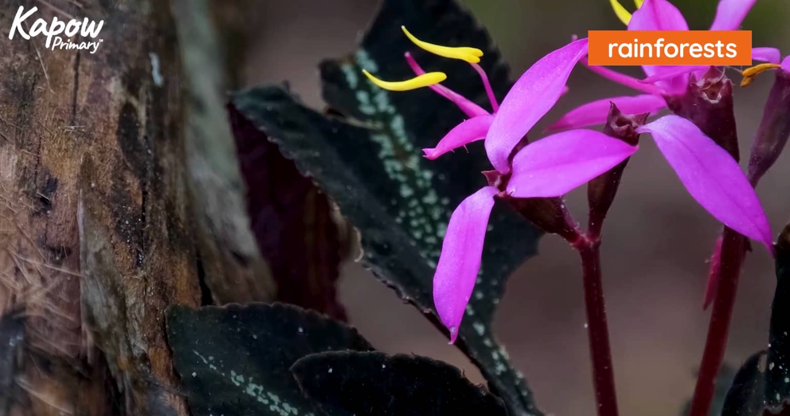 Pupil video: Plants are everywhere