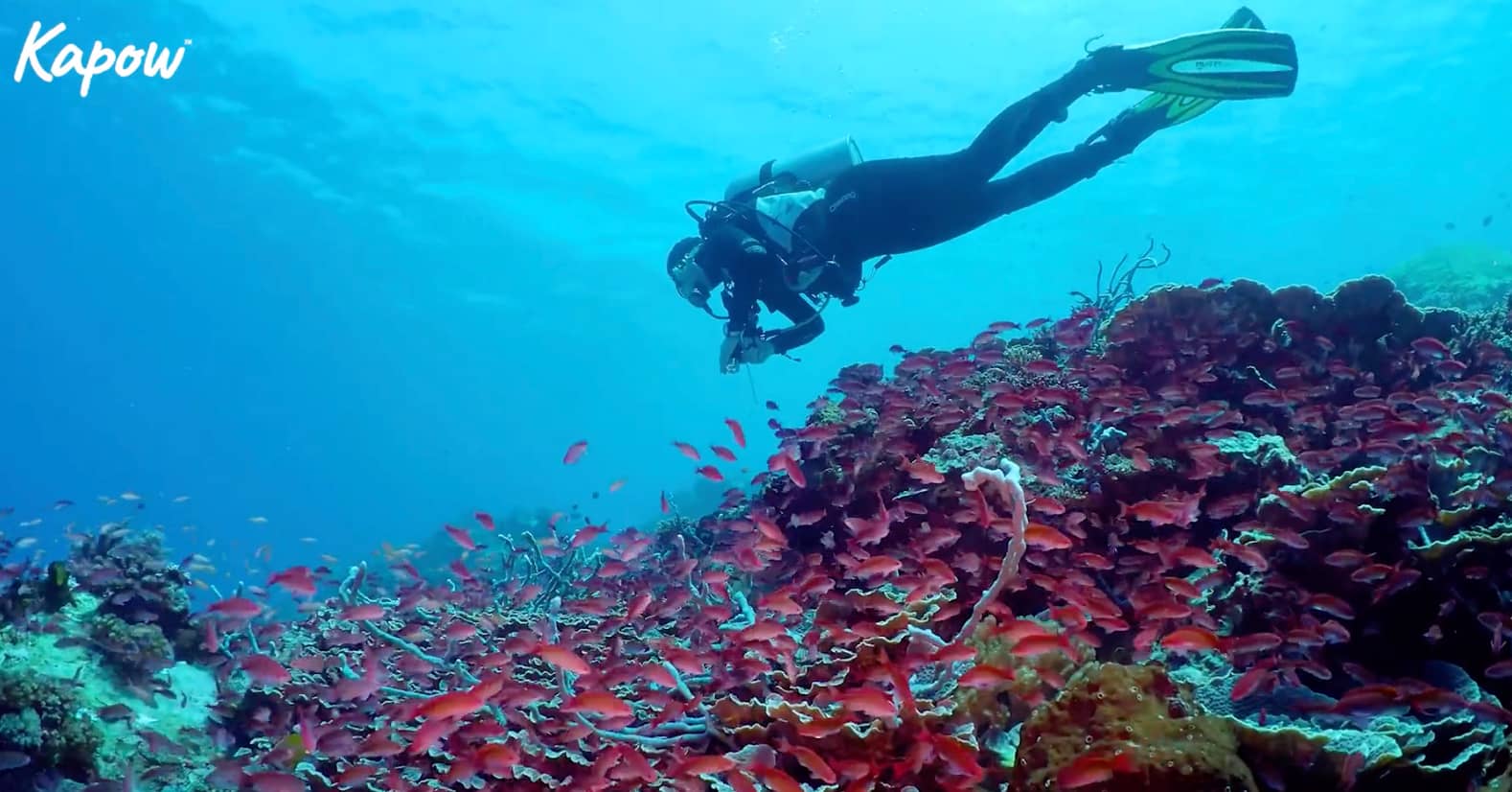 Pupil video: What is a marine biologist?