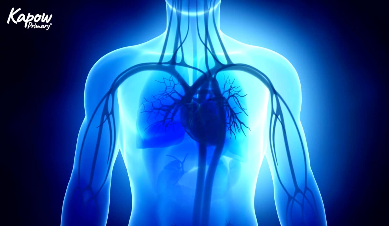 Pupil video: The heart and circulatory system
