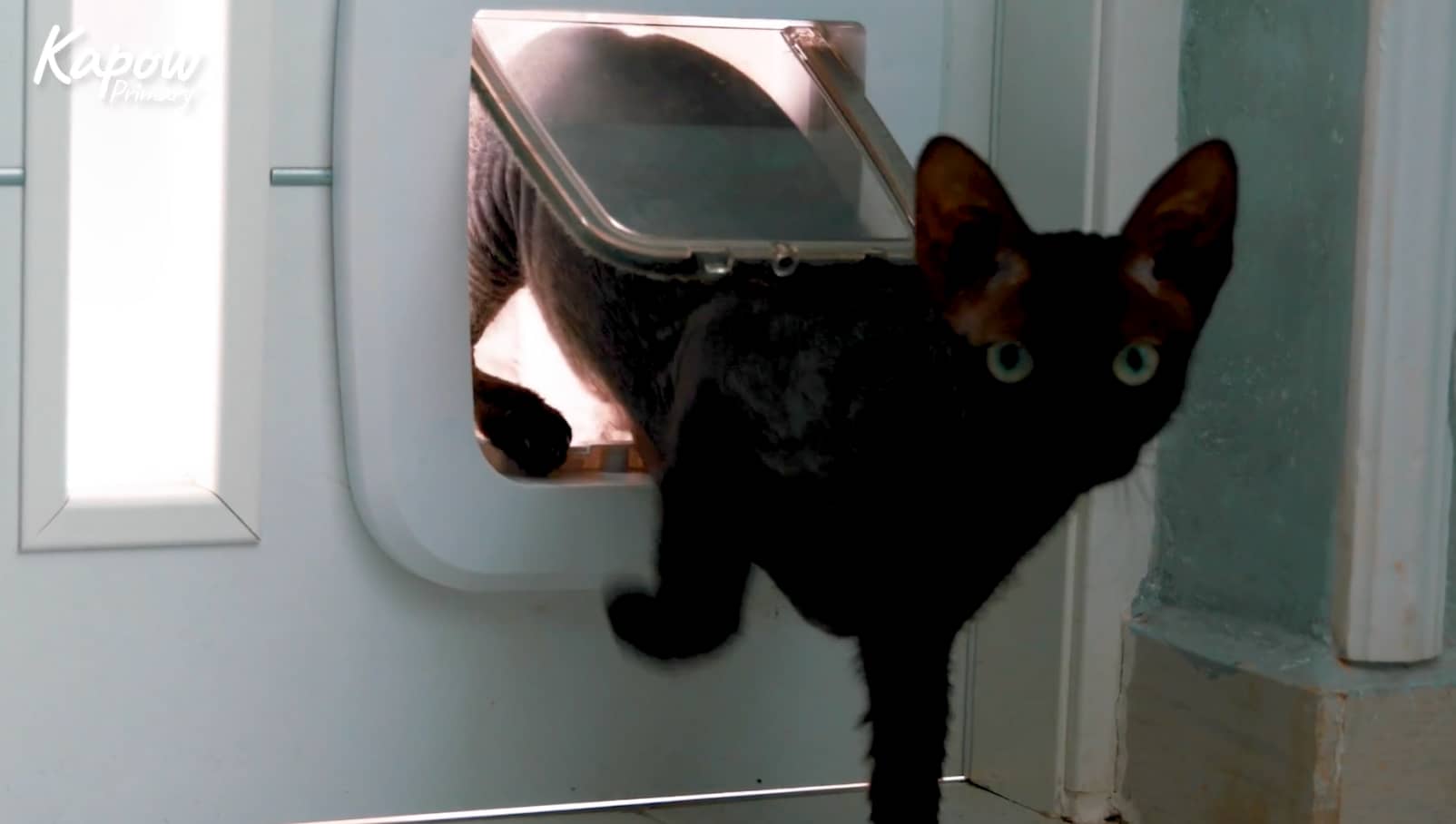 Pupil video: Looking after pets