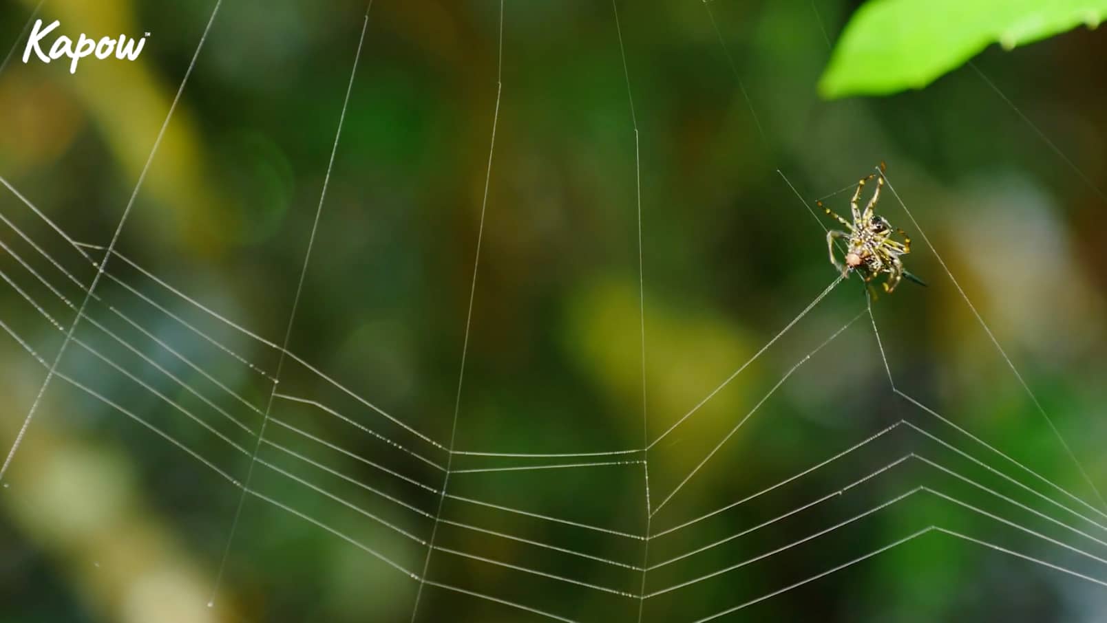 Pupil video: Nature’s builders