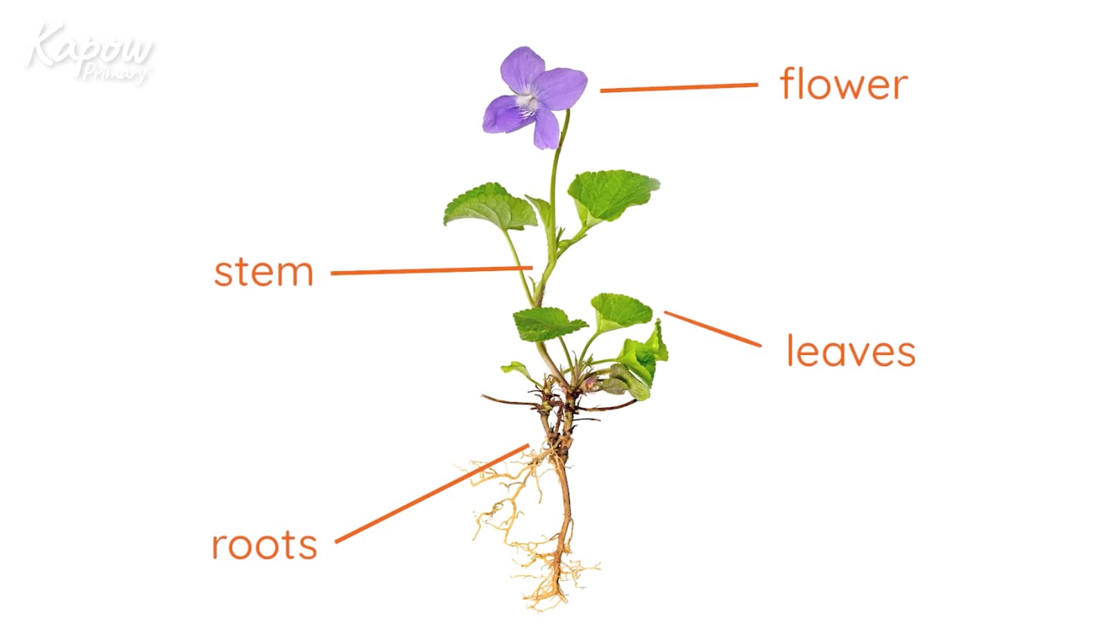 Pupil video: What is a plant