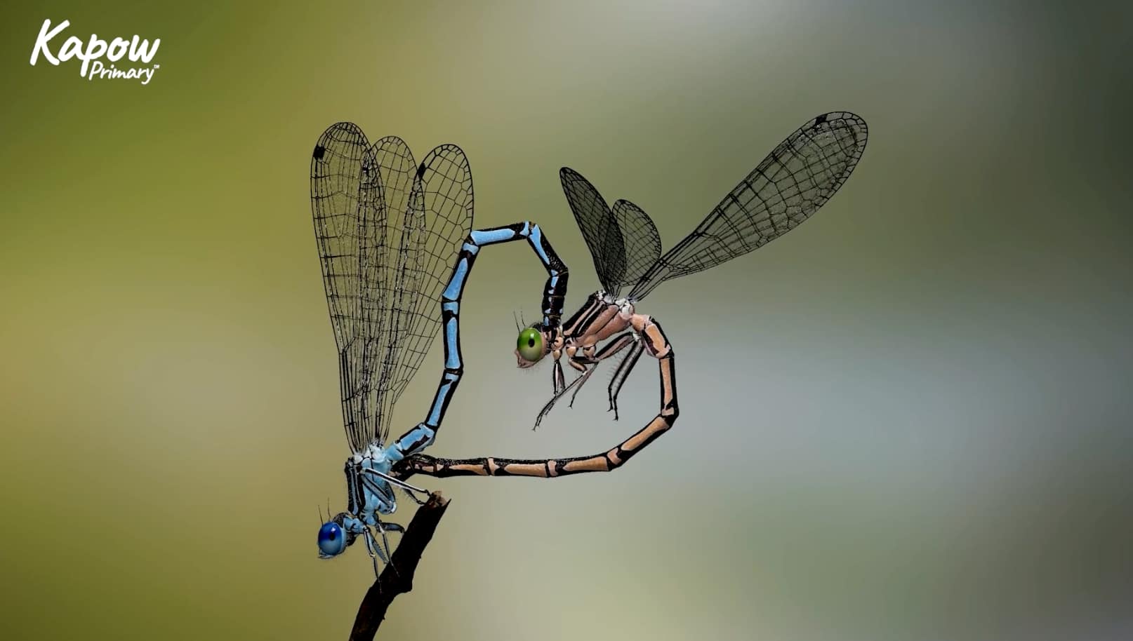 Pupil video: Life cycle of an insect