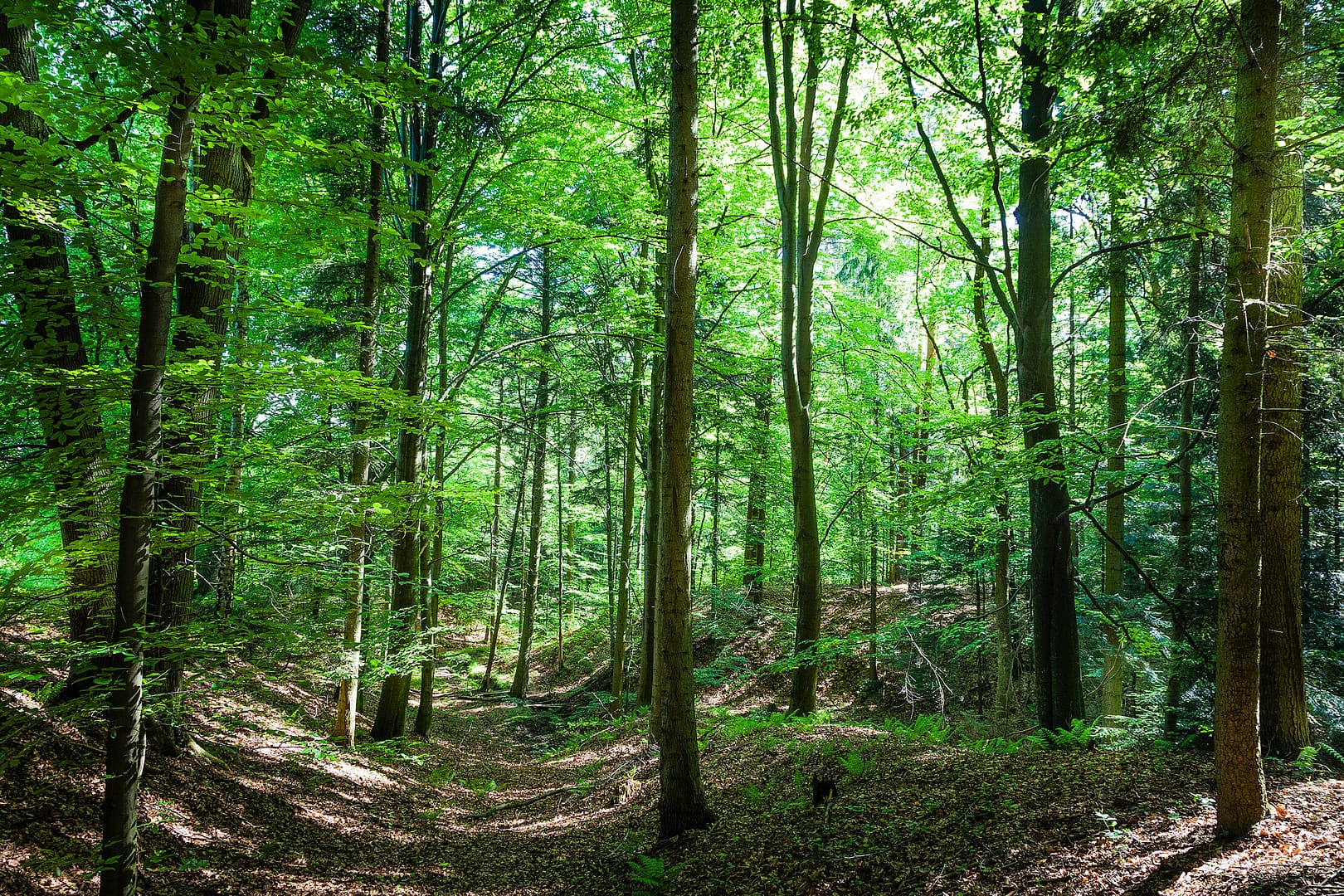 Forest 2 iStock 1151229498