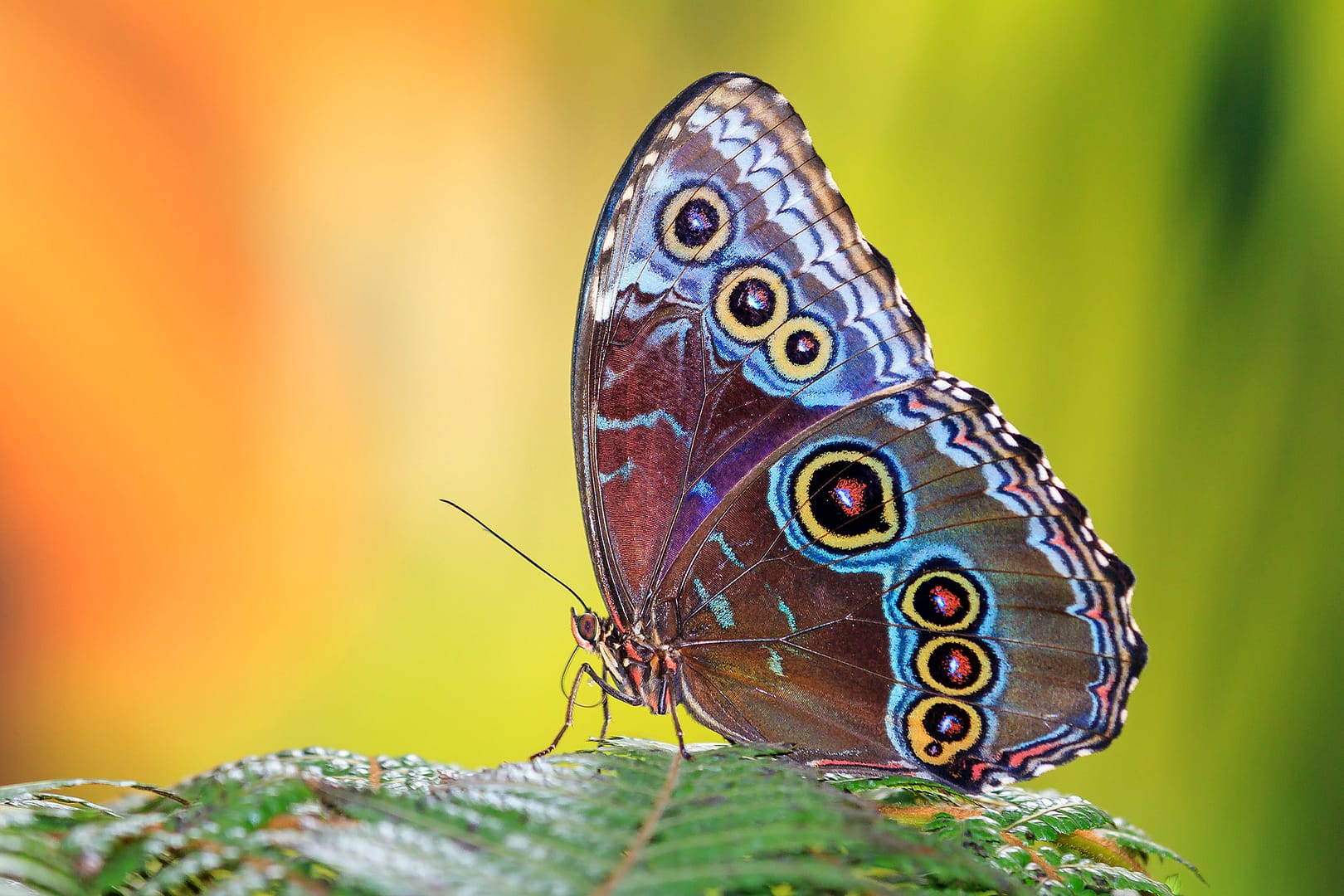 Butterfly on a leaf