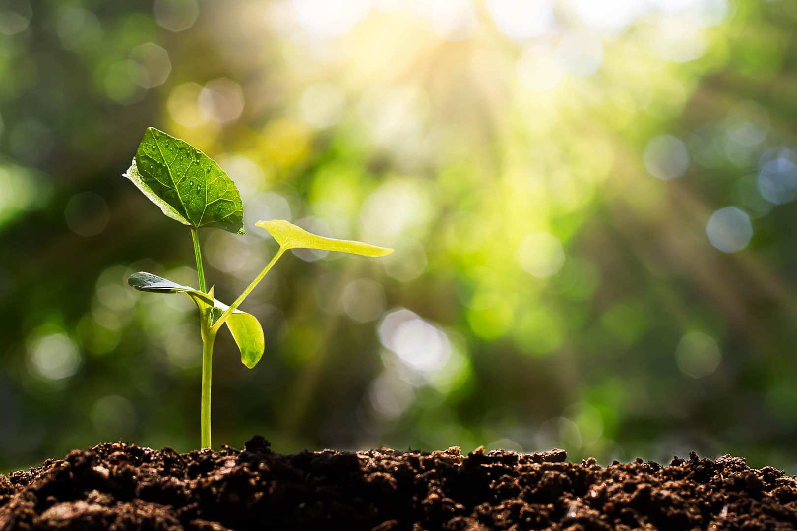 Lesson 1: Plant growth