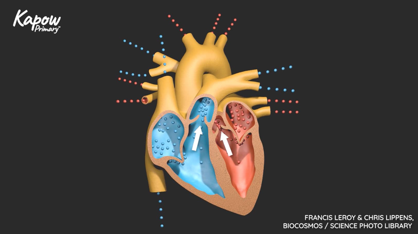 Teacher video: The circulatory system
