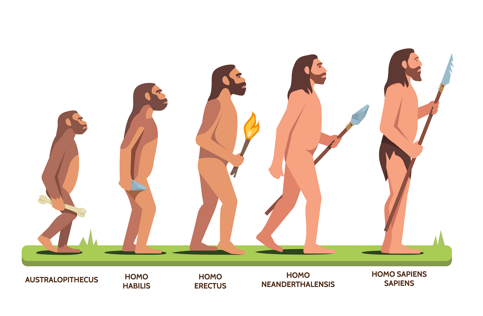 Living things: Evolution and inheritance