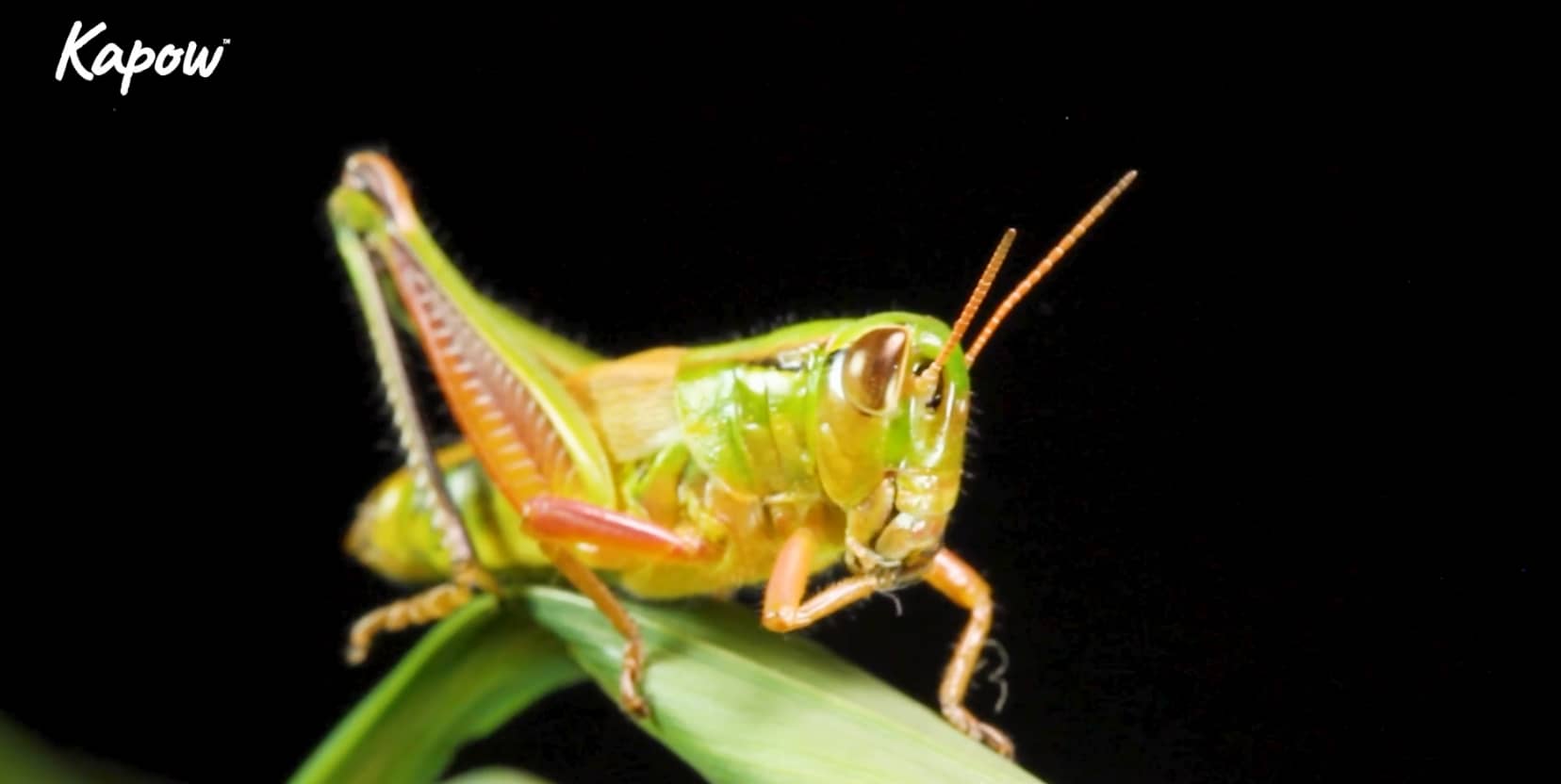 Pupil video: What is a minibeast?