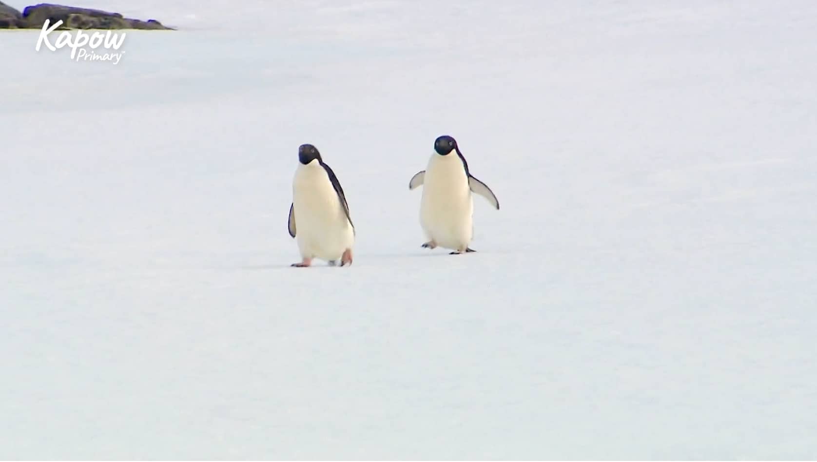 Pupil video: Animals, animals everywhere