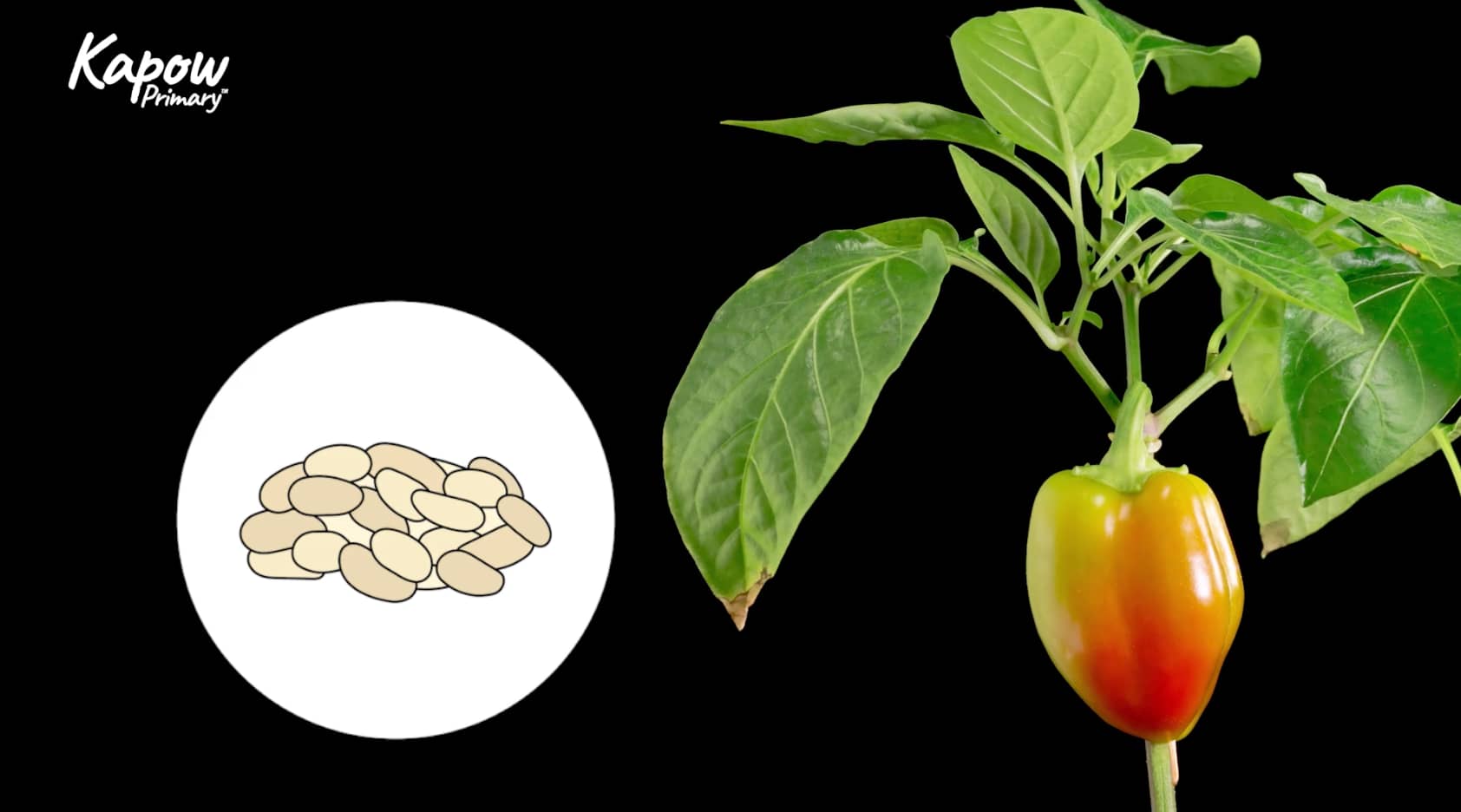 Pupil video: Identifying plants
