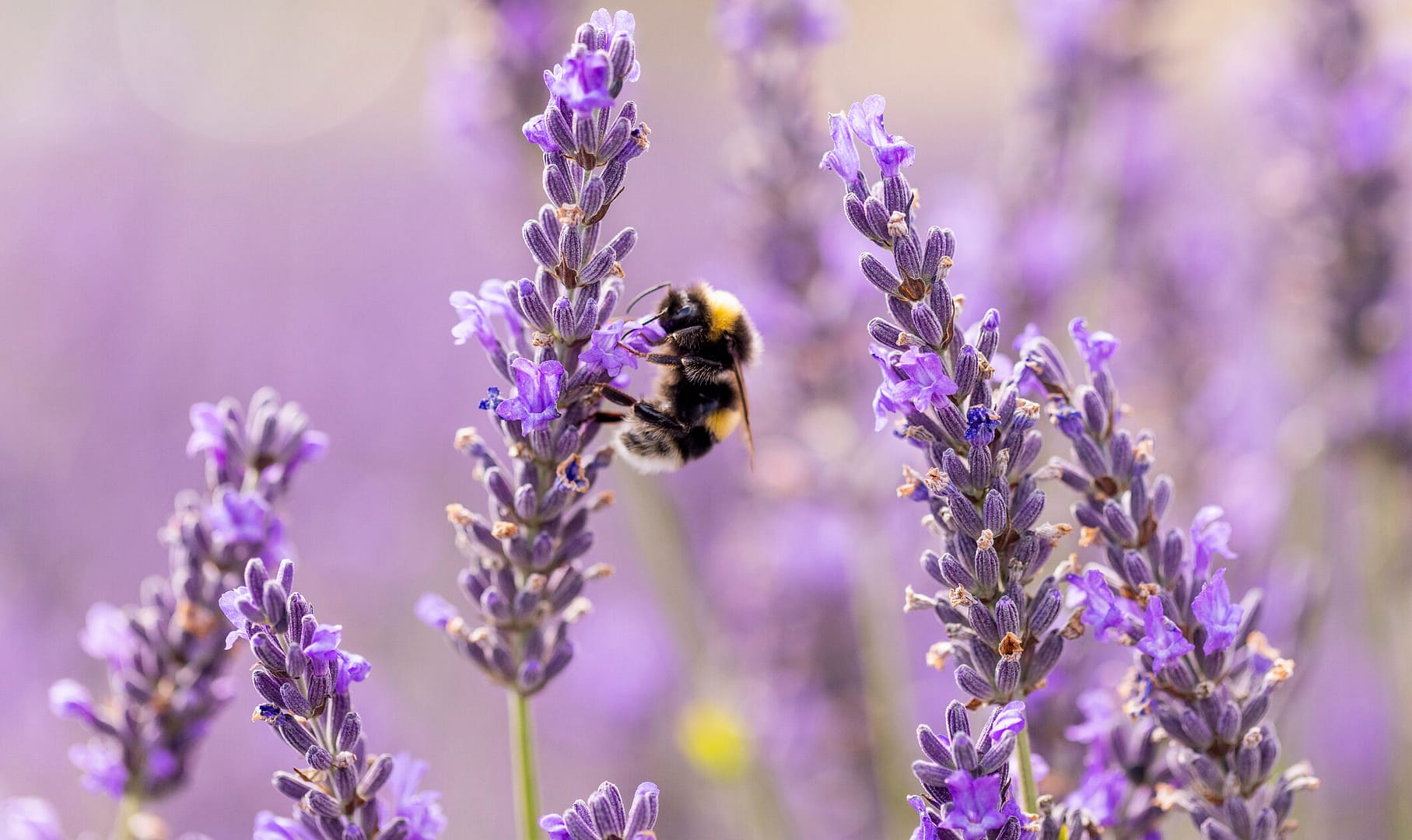 Plants: Plant reproduction