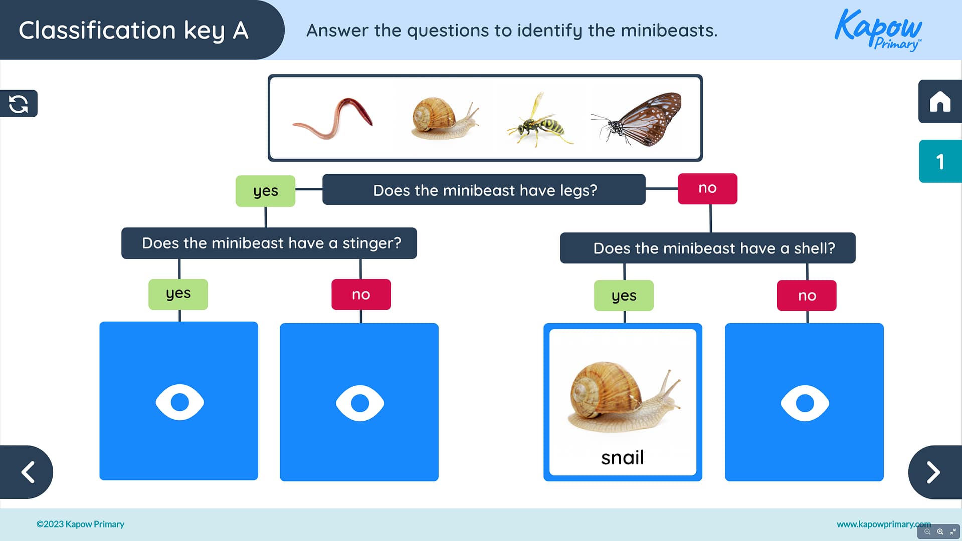 Lesson 1: Identifying and classifying minibeasts