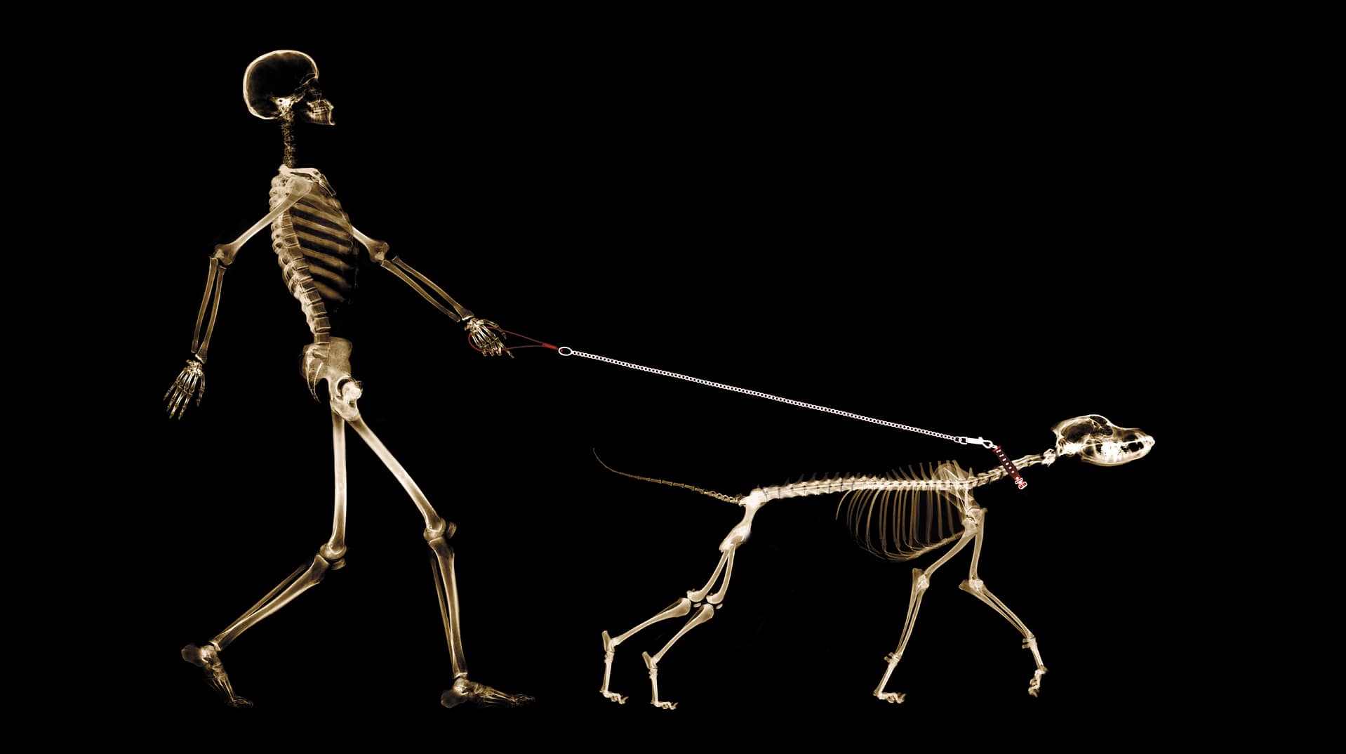Lesson 1: Skeletons