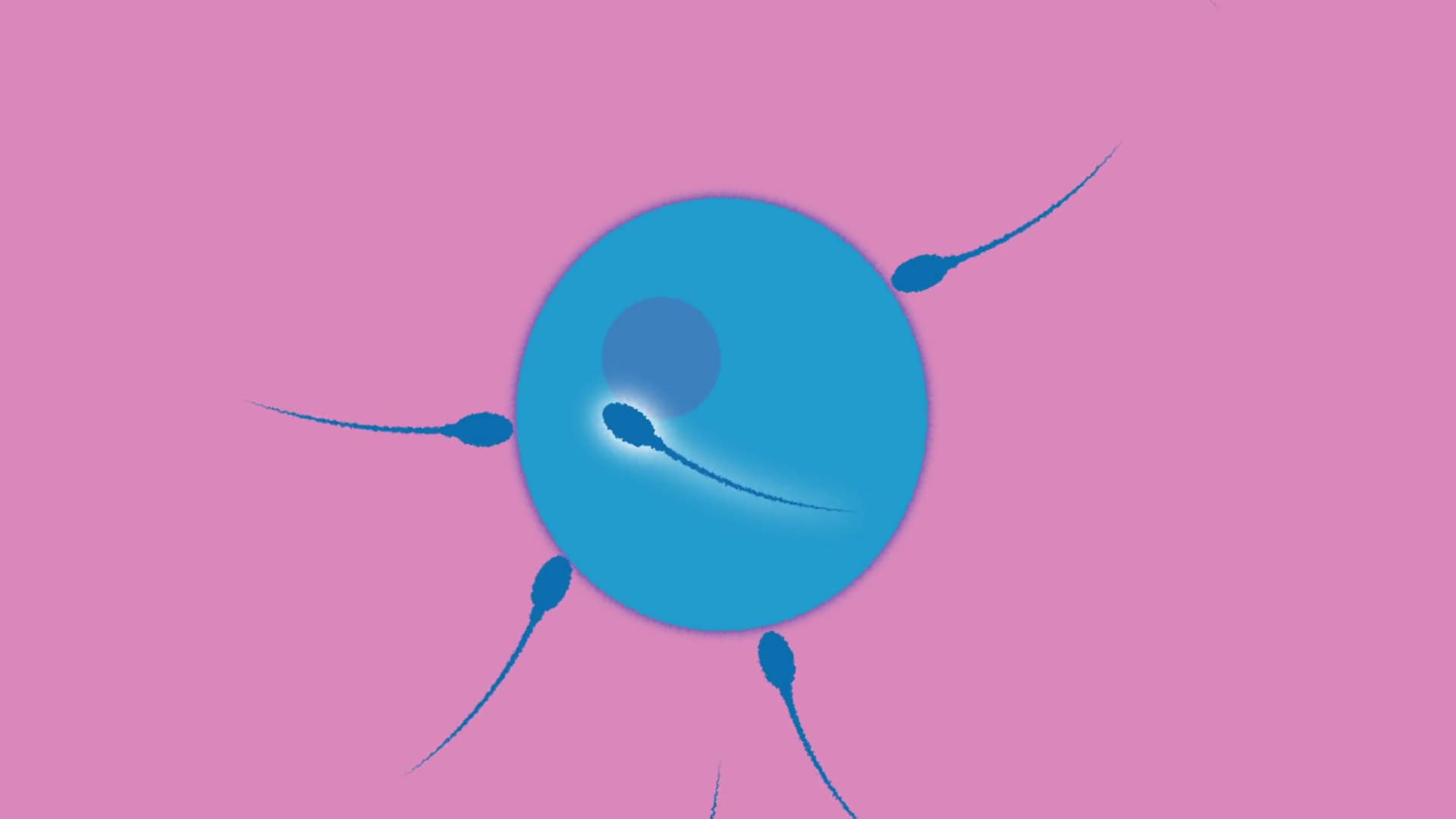 RSE pupil video: Conception (voiced by a woman) Year 6