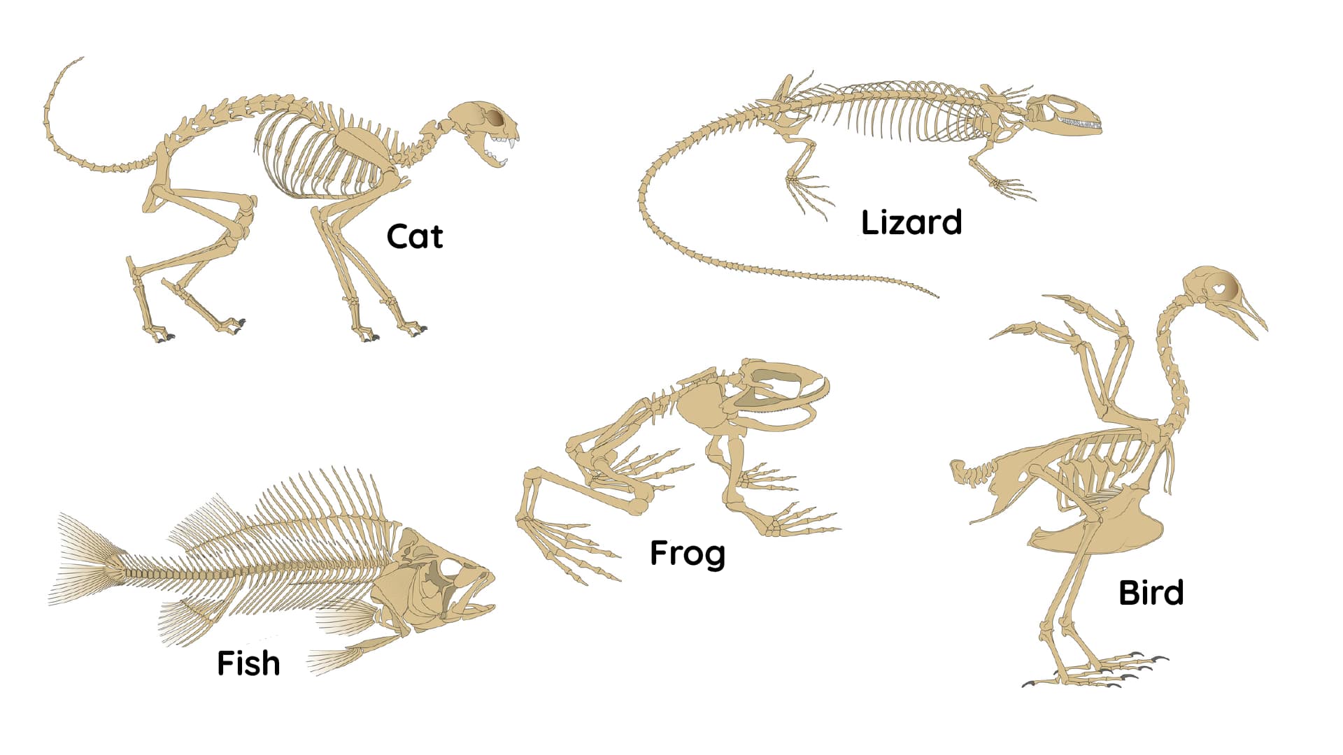 Lesson 3: Warm-blooded vertebrates