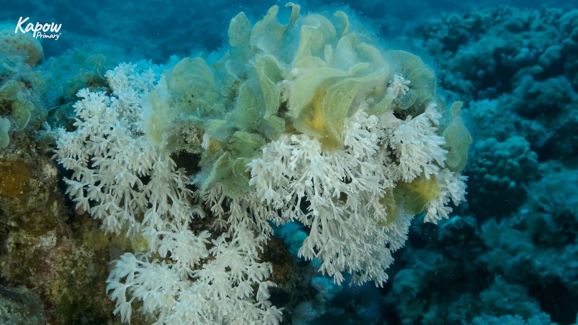 Teacher video: Coral Reef