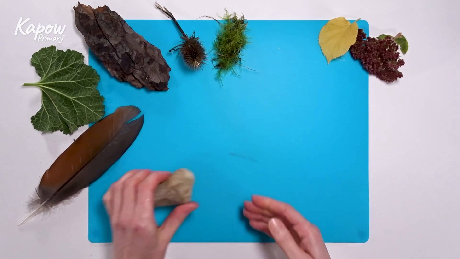 Pupil video: Rough, prickly, smooth