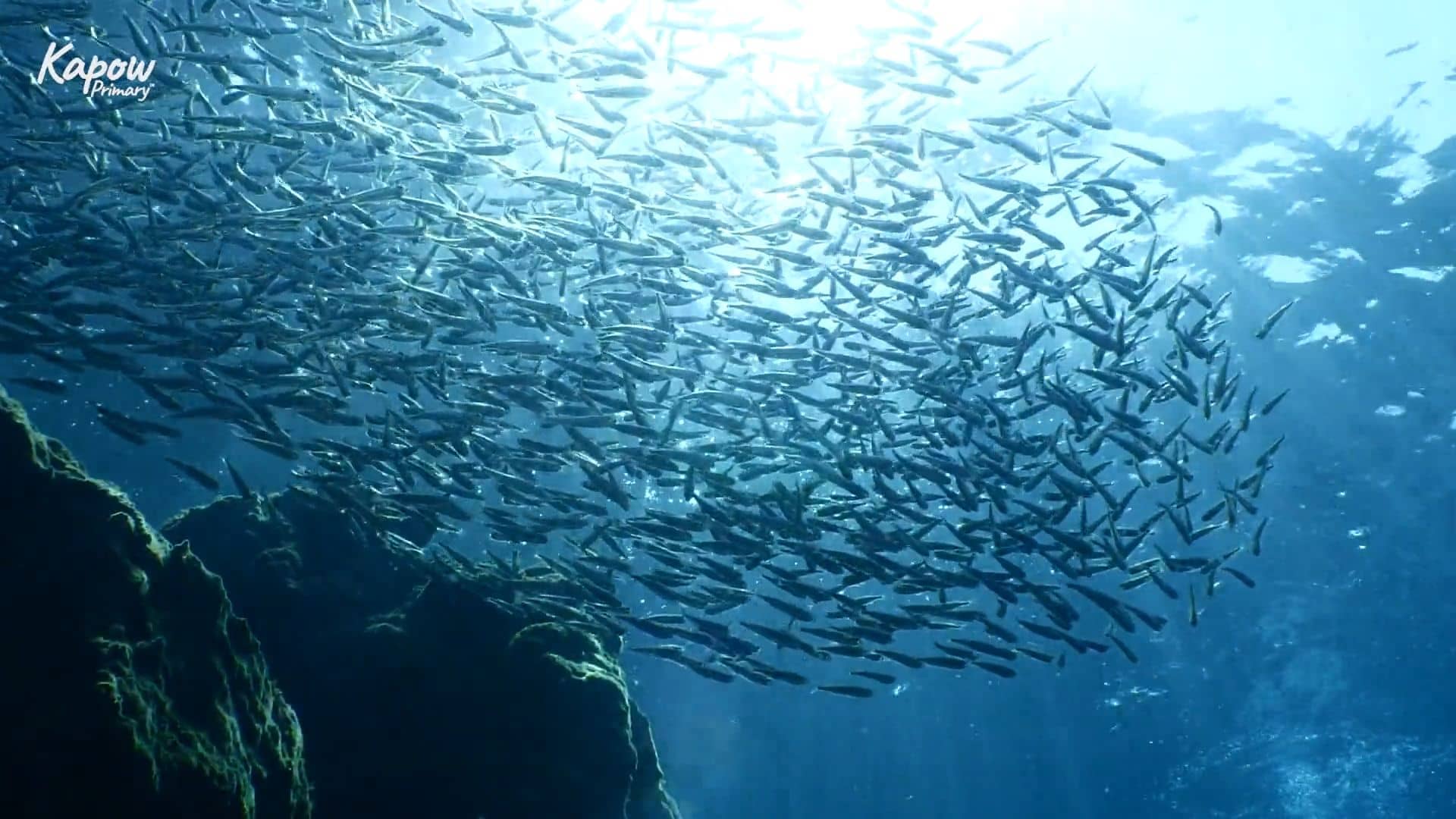 Teacher video: The importance of oceans